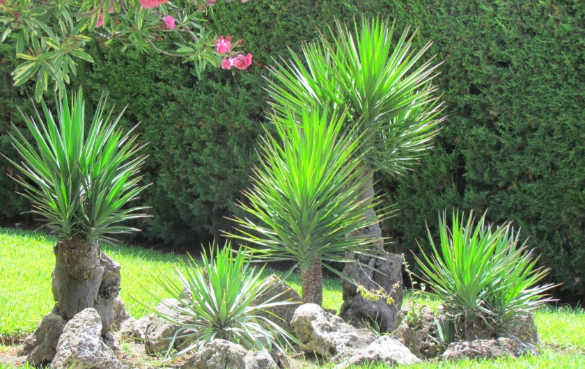 Location de vacances - Villa à Matalascañas - Le jardin est vraiment très beau comme le montre cette photo.