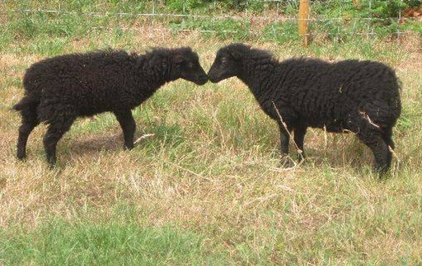 Location de vacances - Gîte à Plonéour-Lanvern - Les moutons vous tiendront compagnie pendant votre séjour