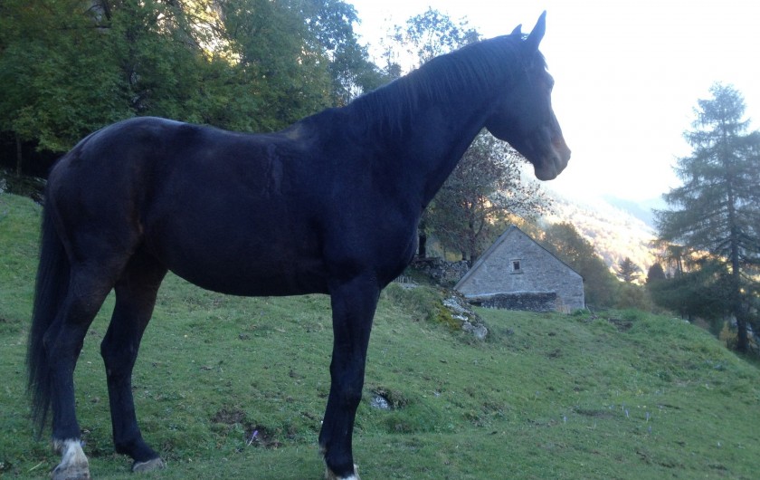 Location de vacances - Chalet à Gavarnie