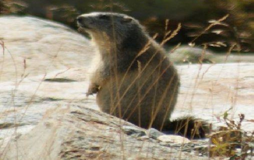 Location de vacances - Appartement à Saint-Sorlin-d'Arves