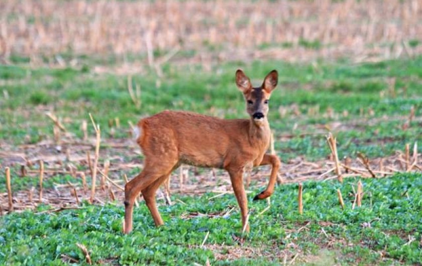 Location de vacances - Gîte à Saint-Martin-aux-Buneaux - Passage de chevreuil devant le chalet
