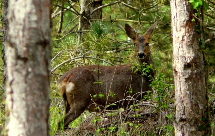 Location de vacances - Gîte à Nérac - Rencontre imprévue avec une chevrette dans les allées de pins ©Pehillo