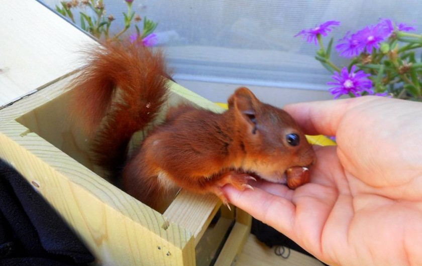 Location de vacances - Gîte à Nérac - Tiketac, un bébé écureuil recueilli l'été 2016 : moment fort de Pehillo !