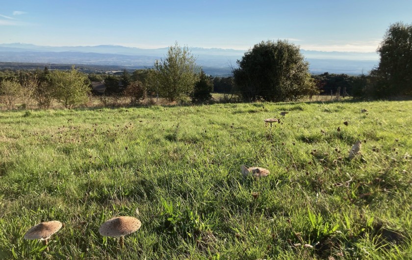 Location de vacances - Chalet à Saissac - deux hectares d'espace