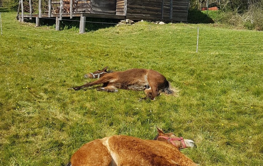 Location de vacances - Chalet à Saissac - sieste des poulains à côté de la cabane