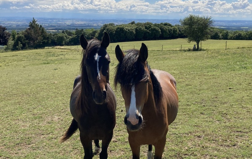 Location de vacances - Chalet à Saissac - igloo et idefix