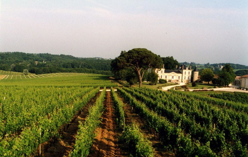 Location de vacances - Château - Manoir à Beychac-et-Caillau - Le vignoble autour du château
