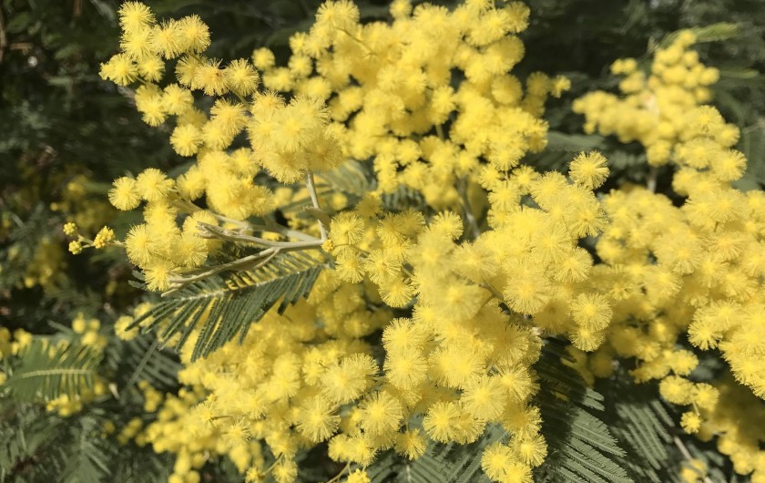 Location de vacances - Villa à Lège-Cap-Ferret