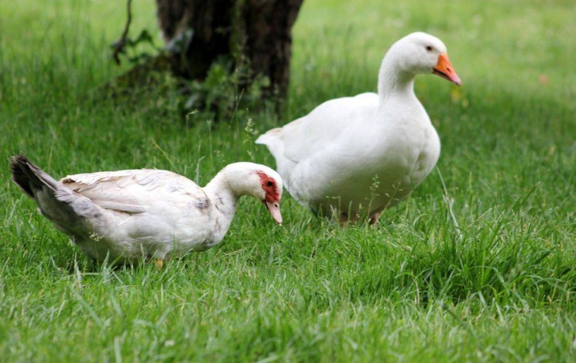 Location de vacances - Maison - Villa à Lignan-de-Bordeaux