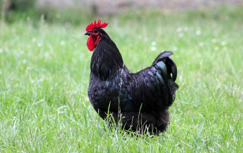 Location de vacances - Maison - Villa à Lignan-de-Bordeaux