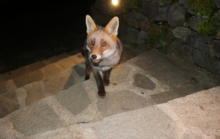 Location de vacances - Gîte à Allanche