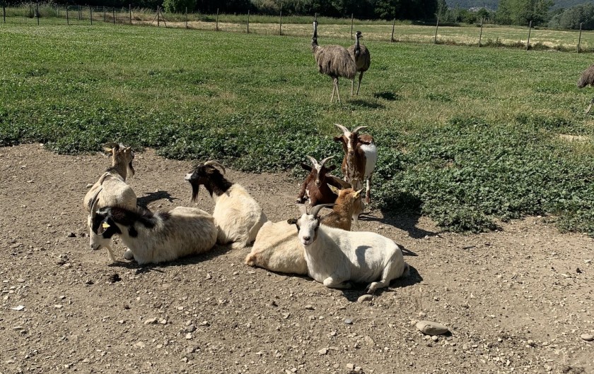 parc d'animaux juste à côté de la ferme : chèvres, émeus, cochons, ânes…
