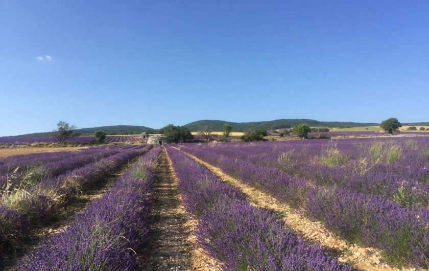 Location de vacances - Mas à Monteux - Champs de lavande sur le plateau de Sault (50mn du mas).