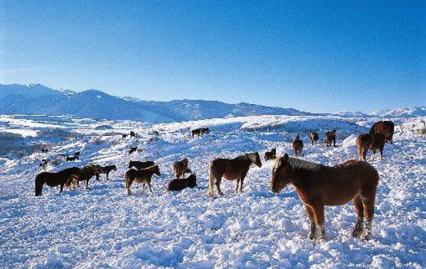 Location de vacances - Chambre d'hôtes à Llo