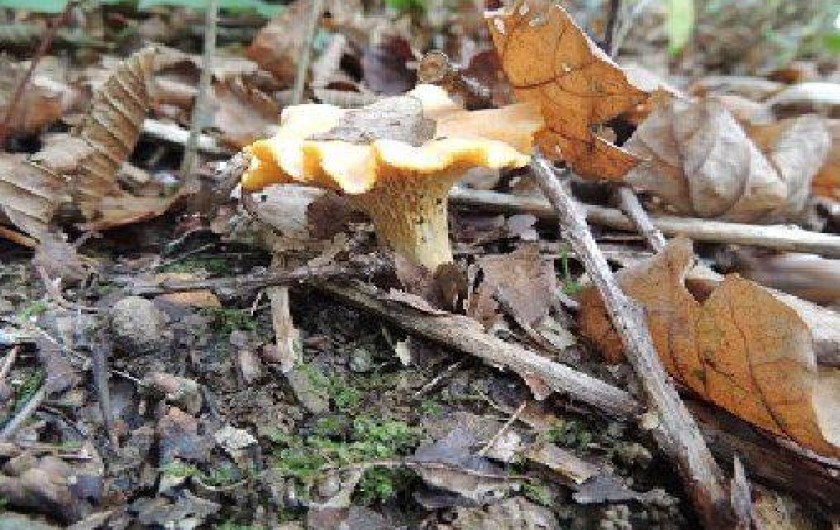 Location de vacances - Roulotte à Sadroc