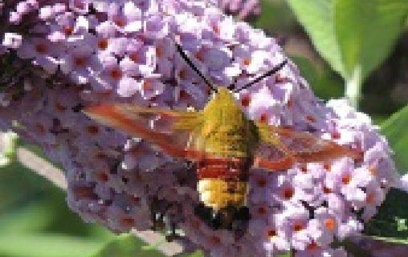 Location de vacances - Roulotte à Sadroc