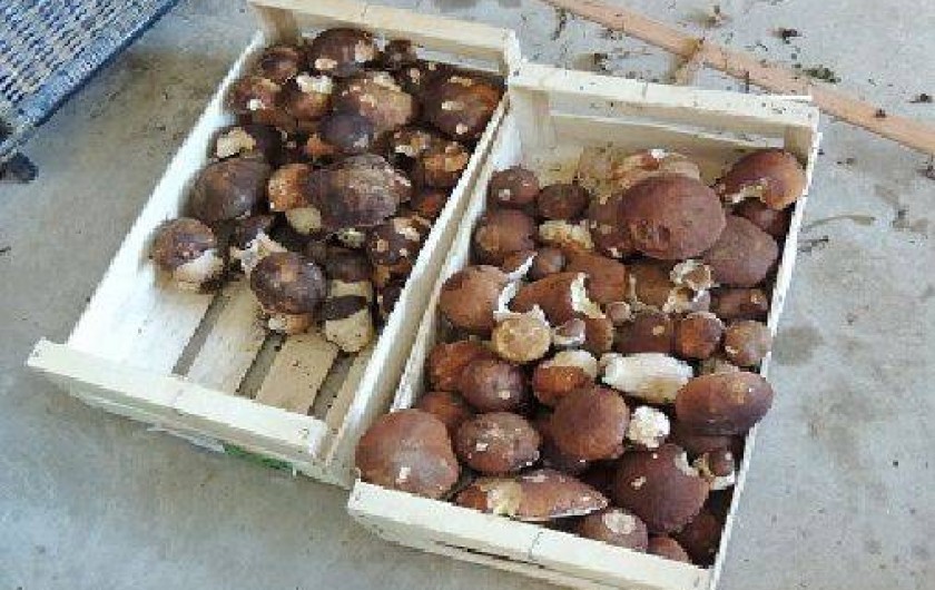 Location de vacances - Roulotte à Sadroc