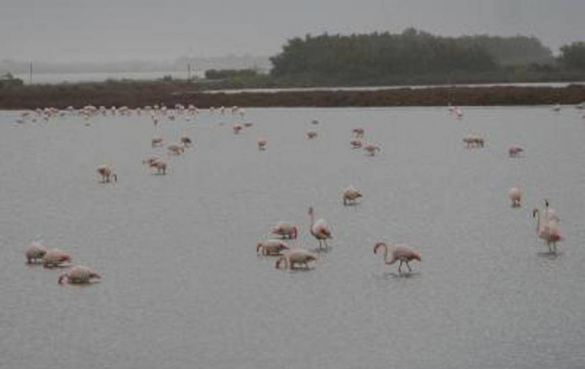 Location de vacances - Appartement à Frontignan