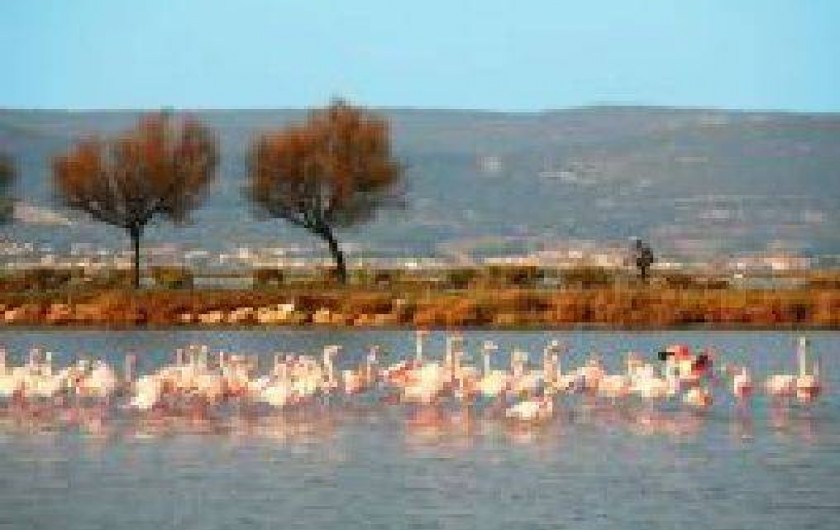 Location de vacances - Appartement à Frontignan