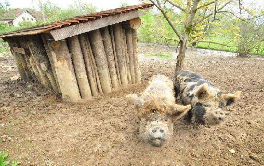 Location de vacances - Chalet à Reyrevignes