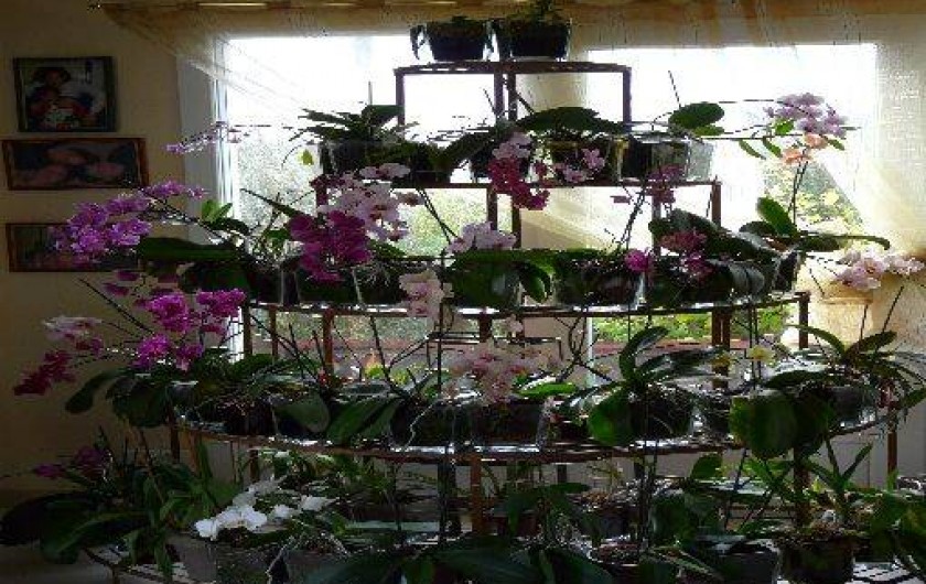 Location de vacances - Chambre d'hôtes à Surtainville