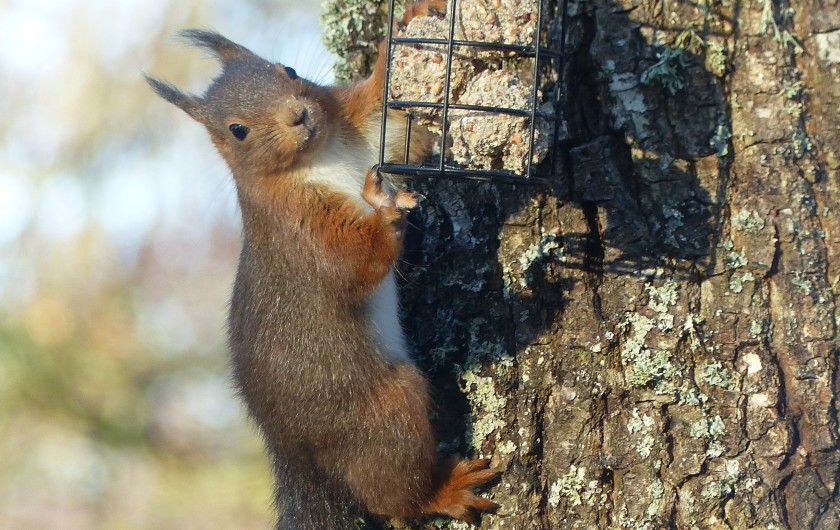 Location de vacances - Chalet à Champagnat - Un de nos locataires