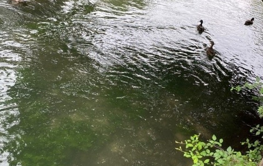 Location de vacances - Maison - Villa à L'Isle-sur-la-Sorgue