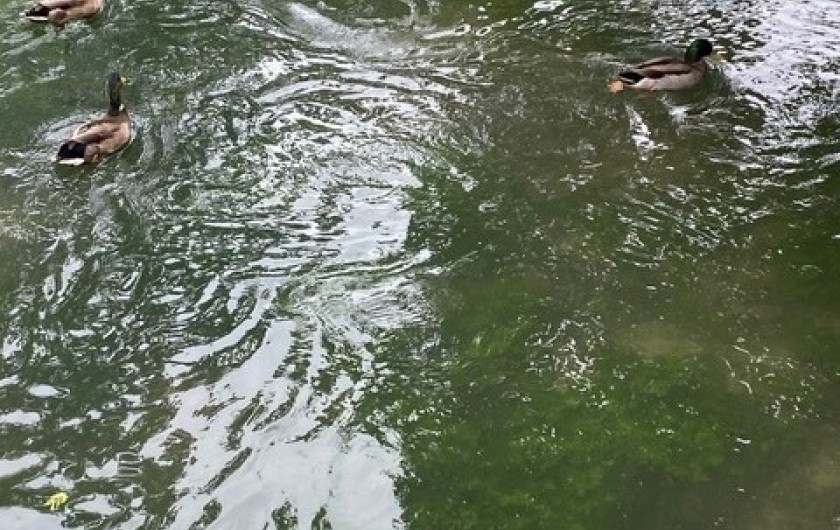 Location de vacances - Maison - Villa à L'Isle-sur-la-Sorgue