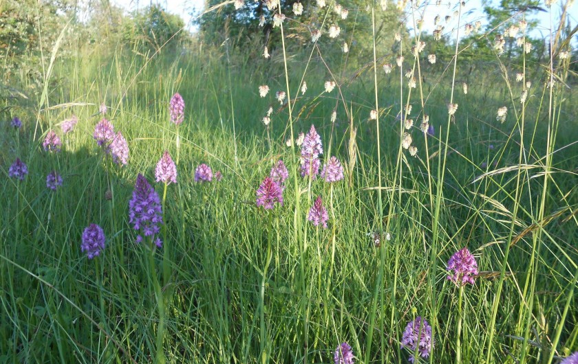 Orchidées dans le champs autour des bingalows