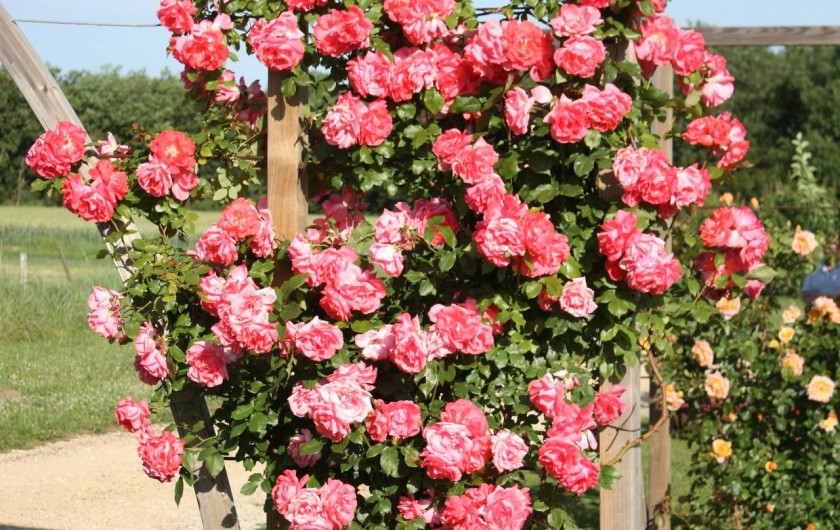 Location de vacances - Maison - Villa à Draché - Rosier en fleurs