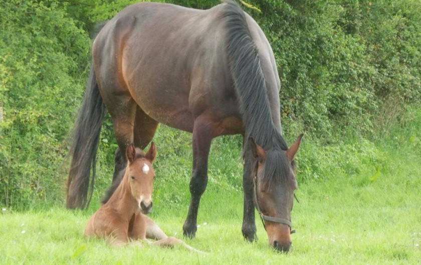 Location de vacances - Chambre d'hôtes à Croisilles