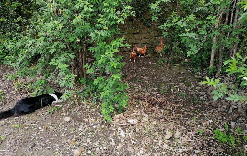 Location de vacances - Gîte à Alzon
