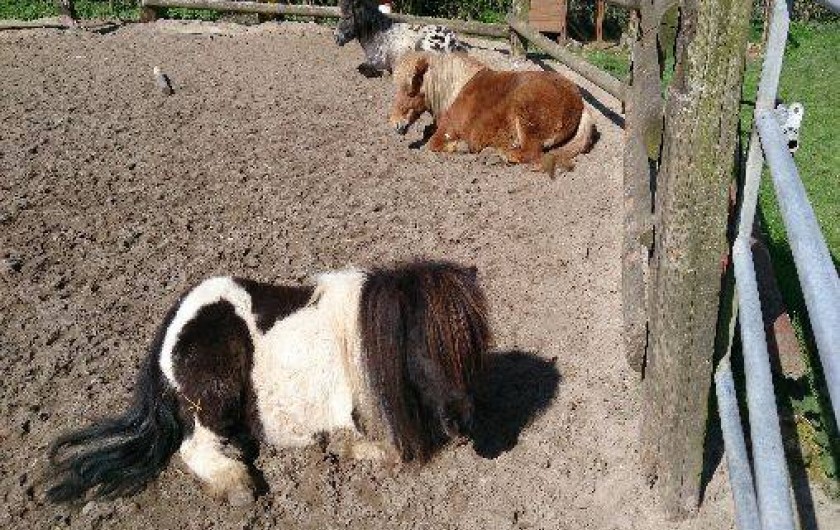 Location de vacances - Gîte à Saint-Martin-Choquel