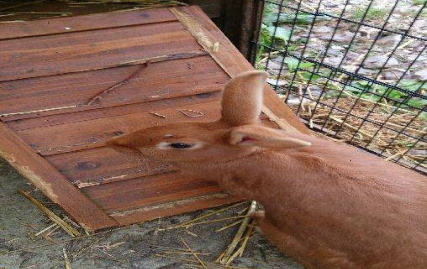 Location de vacances - Gîte à Saint-Martin-Choquel