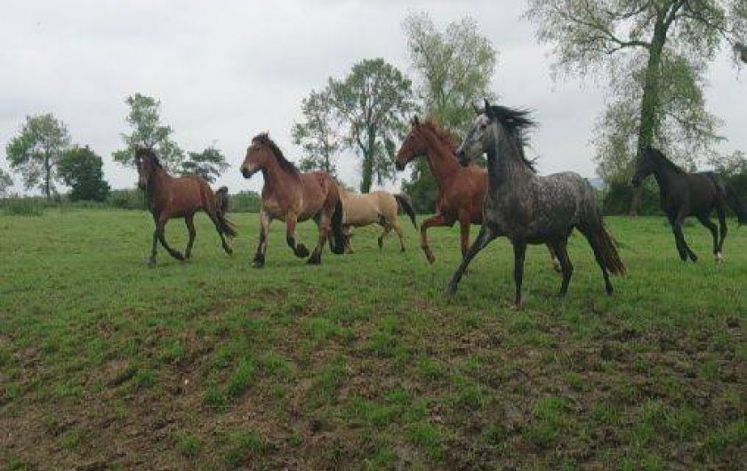 Location de vacances - Gîte à Saint-Martin-Choquel