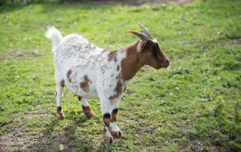 Location de vacances - Gîte à Saint-Martin-Choquel