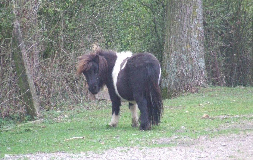 Location de vacances - Gîte à Saint-Martin-Choquel