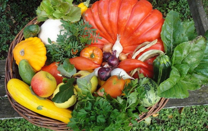 Location de vacances - Chambre d'hôtes à Saint-Loup-de-Naud - Récolte du potager