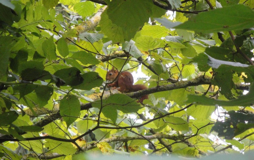 Location de vacances - Chambre d'hôtes à Saint-Loup-de-Naud - Écureuil dans le merisier