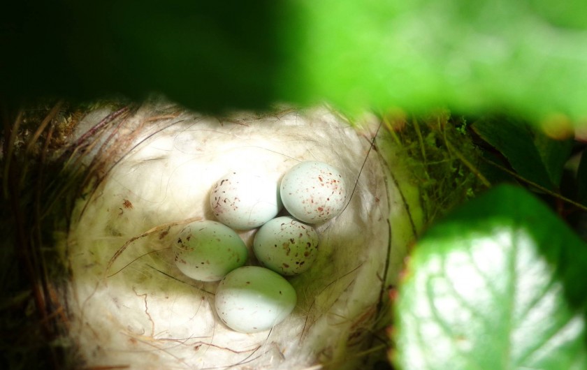 Location de vacances - Chambre d'hôtes à Saint-Loup-de-Naud - Nid de chardonneret dans un rosier