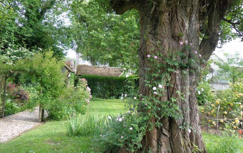 Location de vacances - Chambre d'hôtes à Saint-Loup-de-Naud - Paul's Himalayan Musk part à l’assaut du peuplier