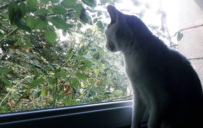 Location de vacances - Gîte à Lendou-en-Quercy - Un de nos chats