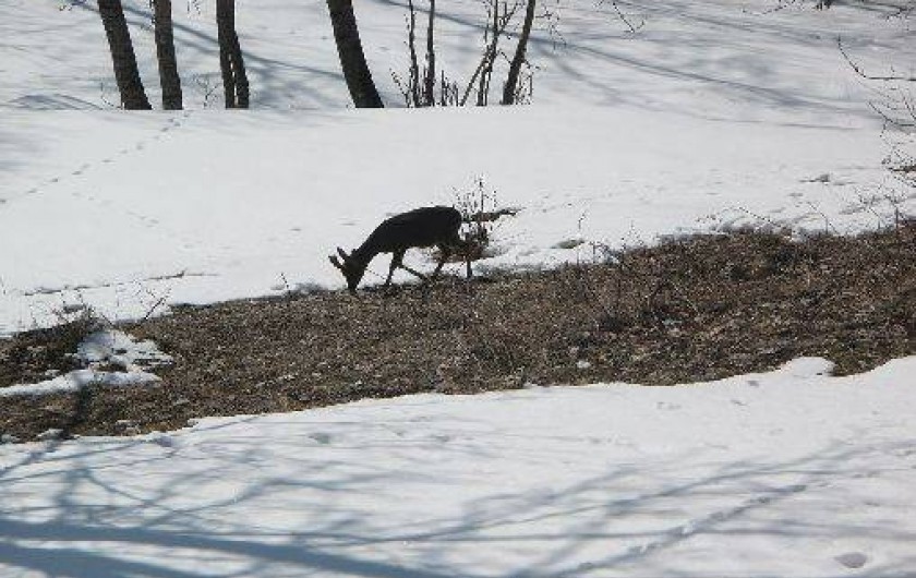 Location de vacances - Appartement à Saint-Martin-de-Belleville