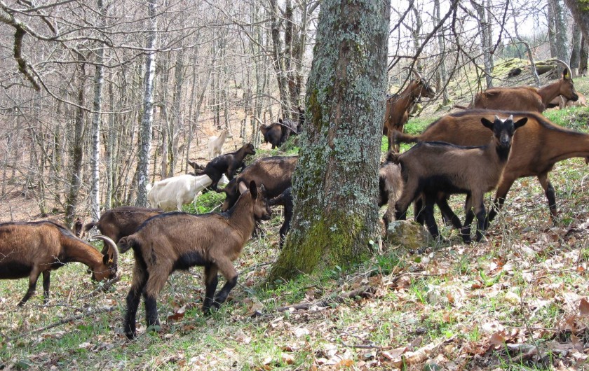 Location de vacances - Chalet à Massat