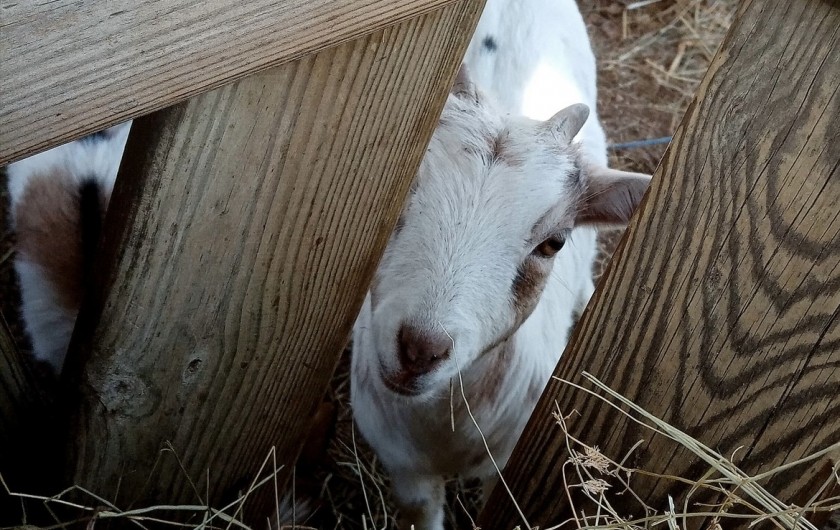 Location de vacances - Gîte à Ruoms - Cuisine