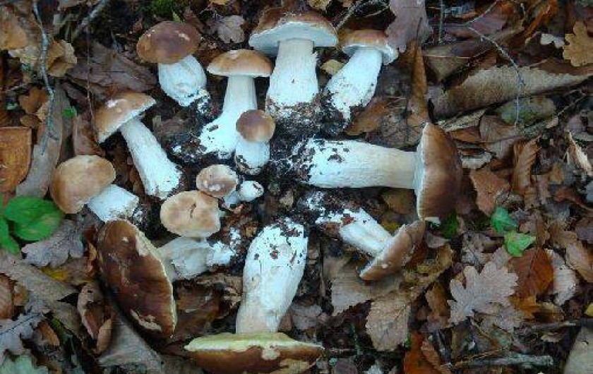 Location de vacances - Gîte à Saint-Martin-la-Méanne