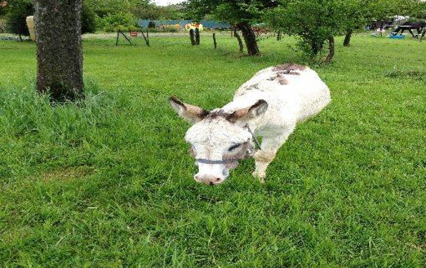 Location de vacances - Gîte à Ottonville