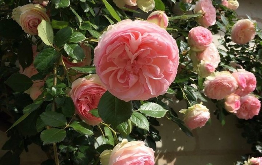 Location de vacances - Villa à Berthenay - Pierre de Ronsard roses around the house.