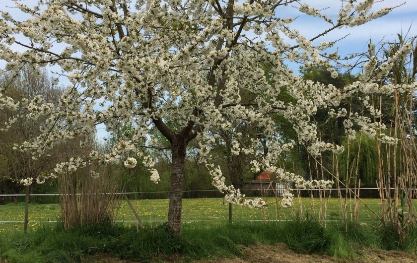 Location de vacances - Villa à Berthenay - Cerisiers en fleurs au jardin