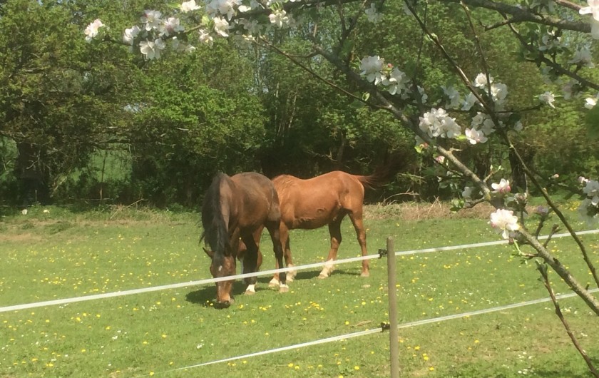 Location de vacances - Villa à Berthenay - Horses in the meadow behind Chevaux dans la prairie derrière la maison.